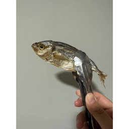 Dehydrated Kuning Fish