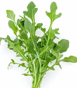Roquette