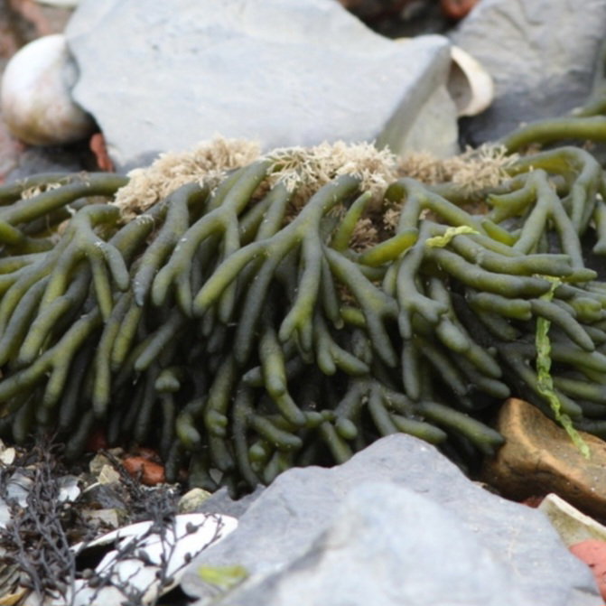Codium