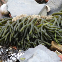 Codium