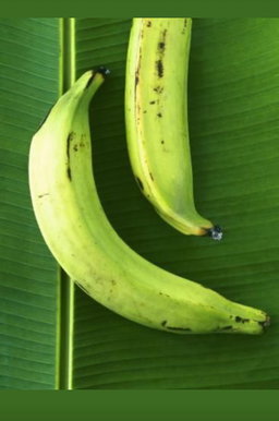 Platanos Verdes