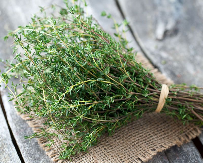 Thyme_0