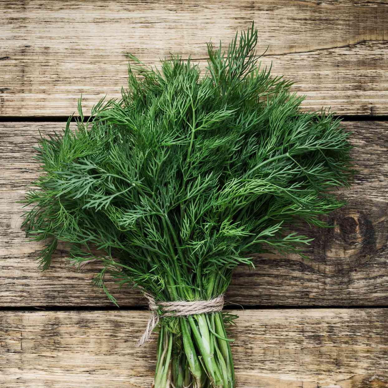 Dill_0