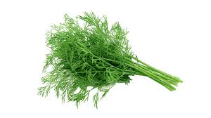 Coriander _0