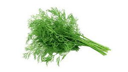 Coriander 