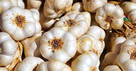 Garlic _0