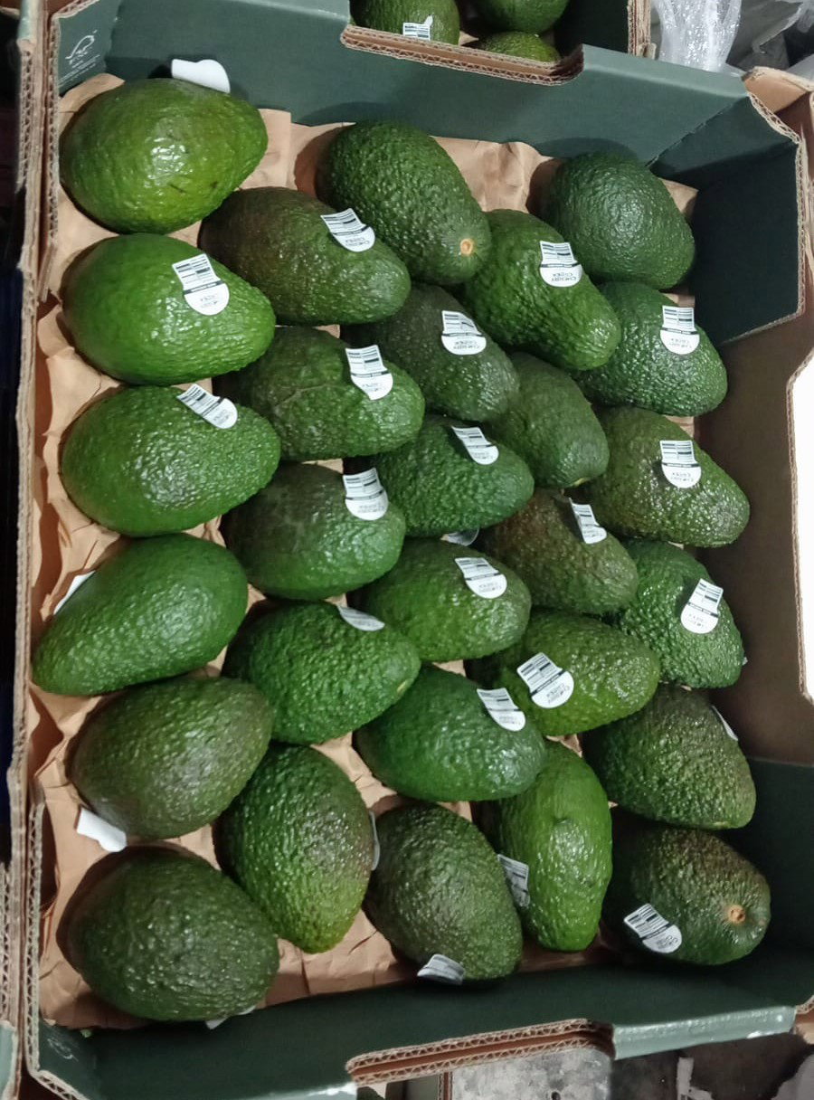 Australia Hass Avocado_0