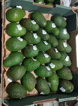 Australia Hass Avocado