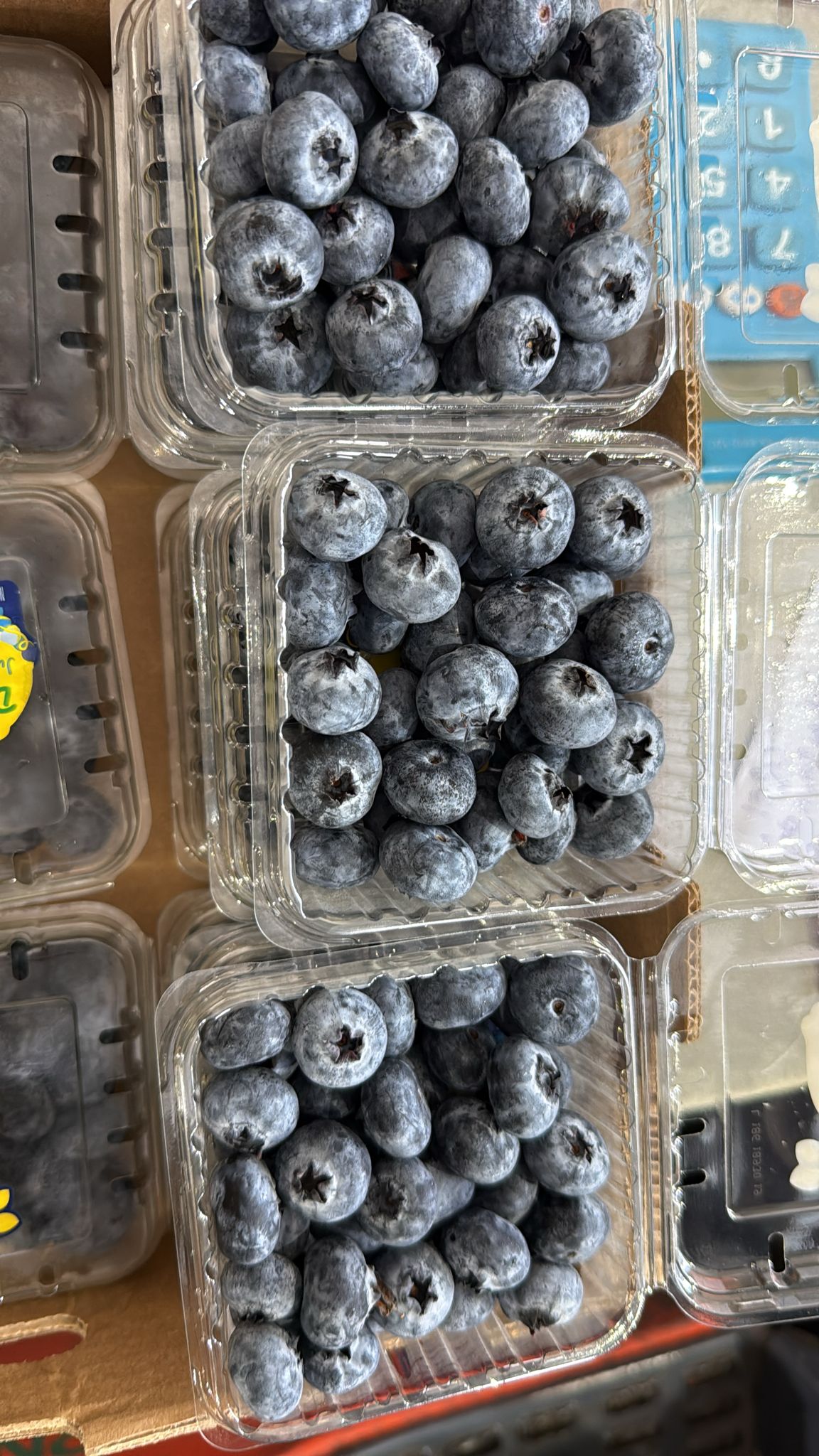 Driscoll's Jumbo Blueberry_0