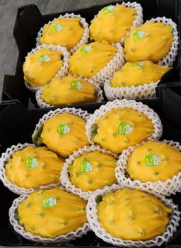 Ecuador Yellow Dragonfruit