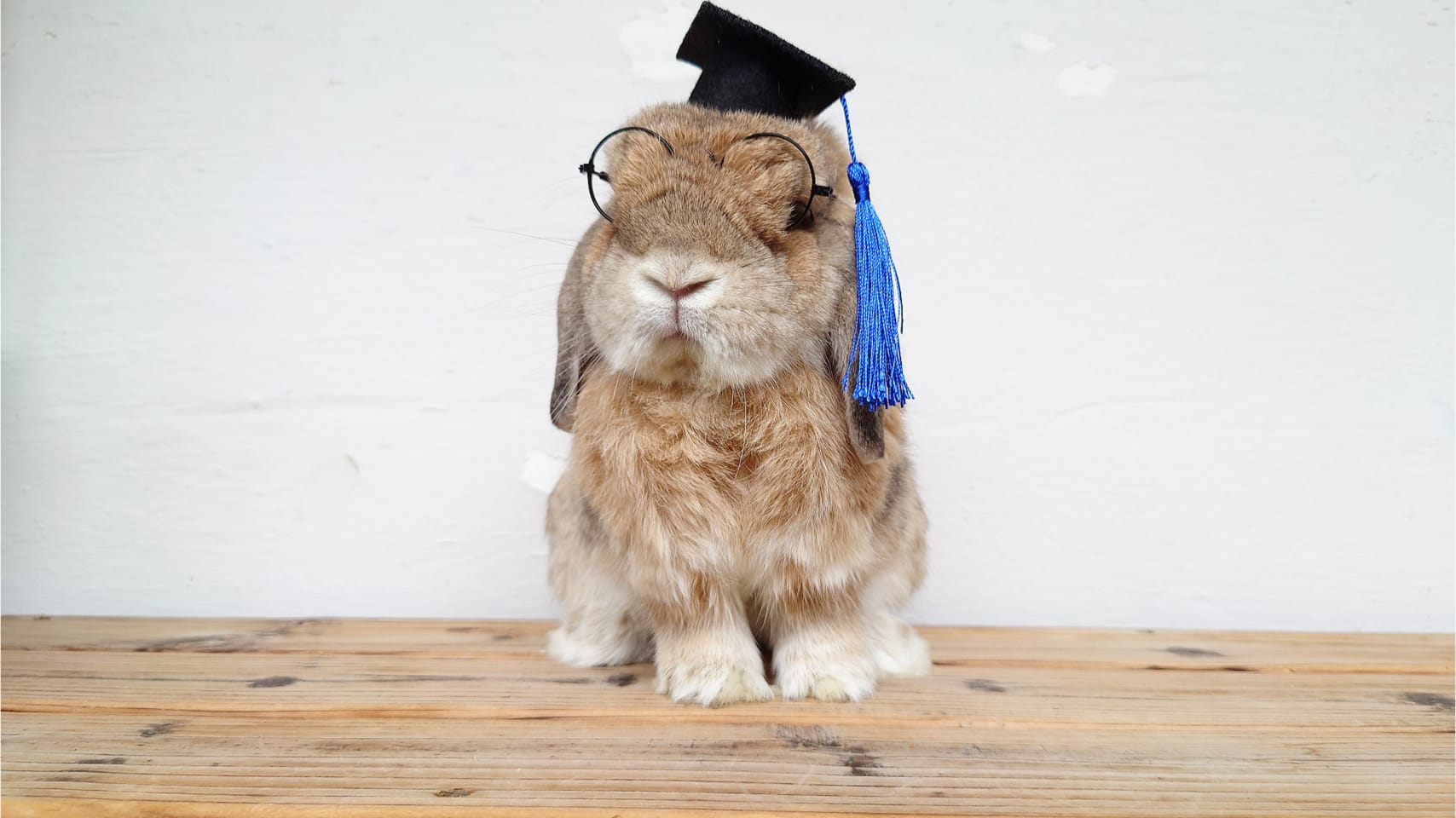  Handmade Pawfessor Hat Graduation Hat_1