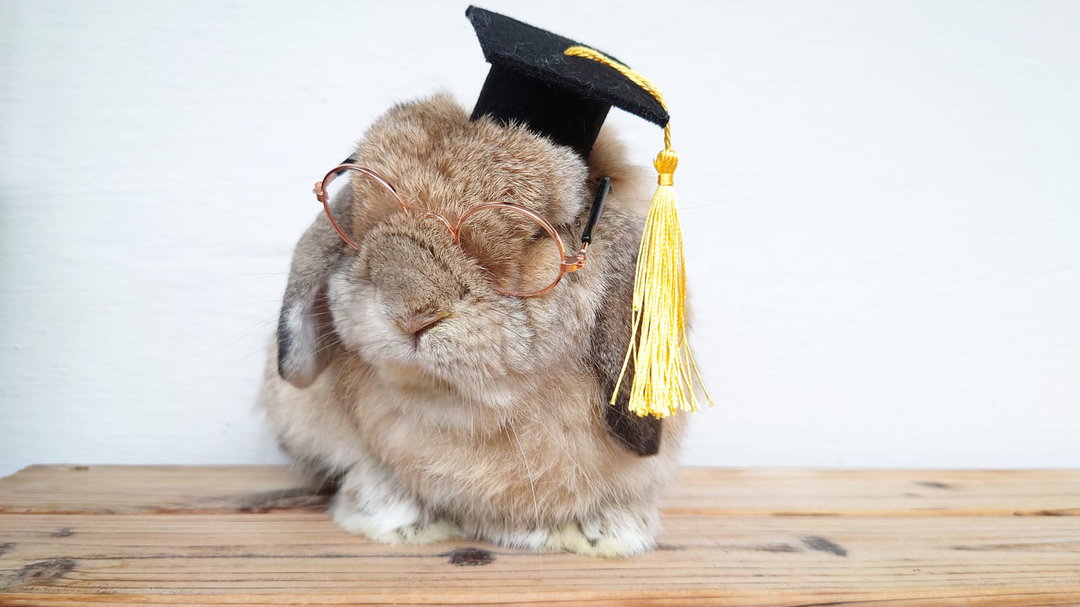  Handmade Pawfessor Hat Graduation Hat
