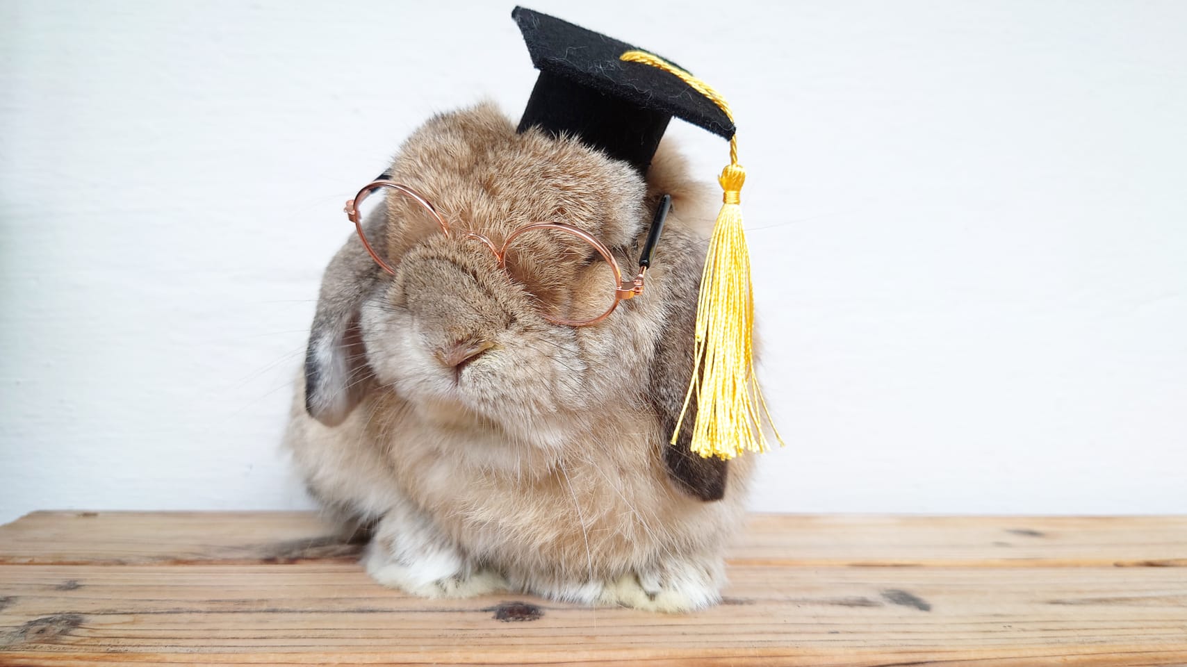  Handmade Pawfessor Hat Graduation Hat_0