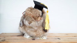  Handmade Pawfessor Hat Graduation Hat