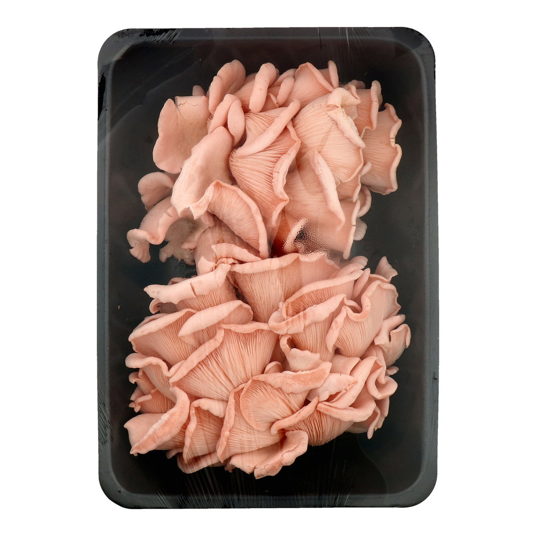 SG Fresh Pink Oyster Mushroom 粉红蚝菇