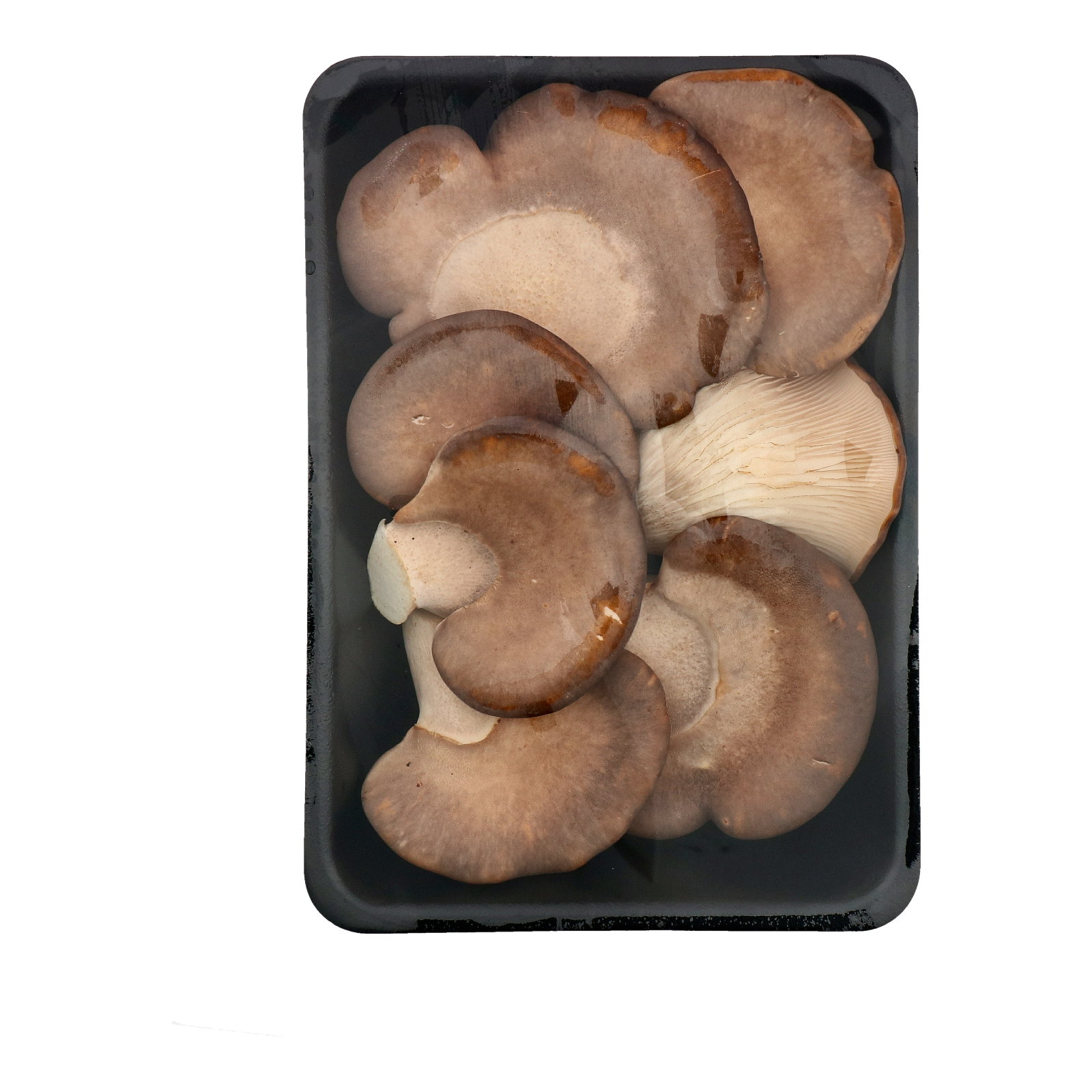 SG Fresh Abalone Mushroom 鮑魚菇_0