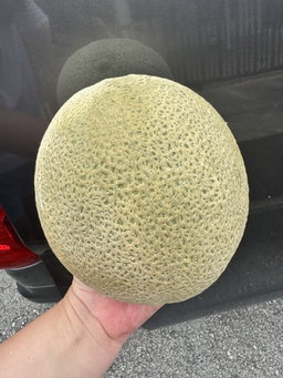 Australia Rock Melon 