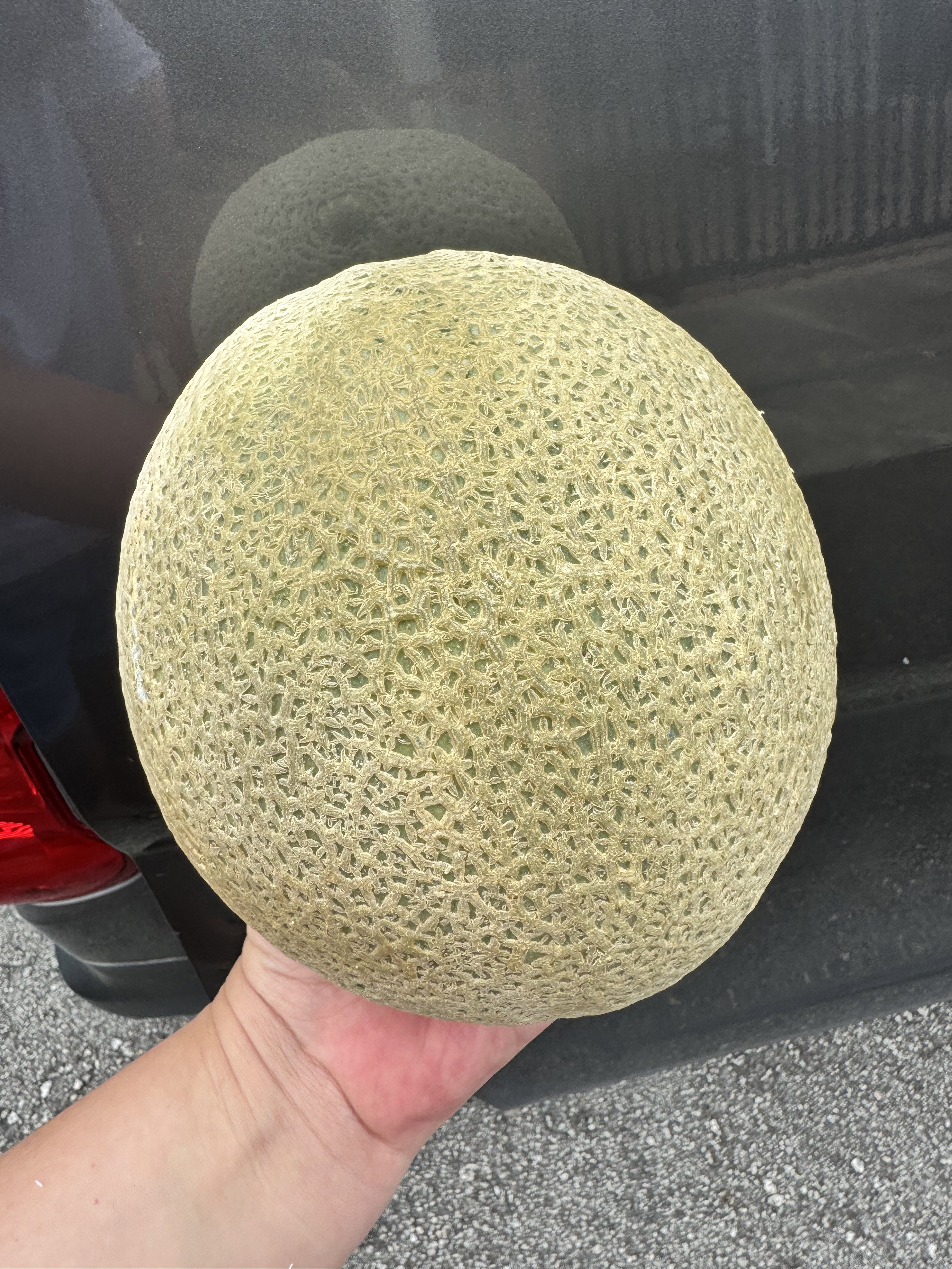 Australia Rock Melon 
