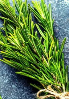 Rosemary 