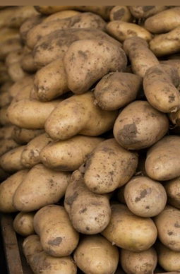 Tuberculos