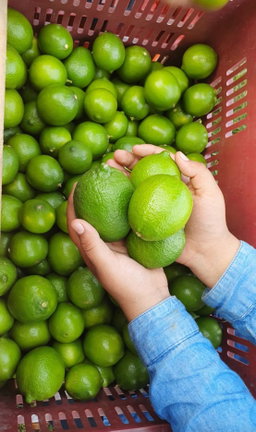 Limon Persa