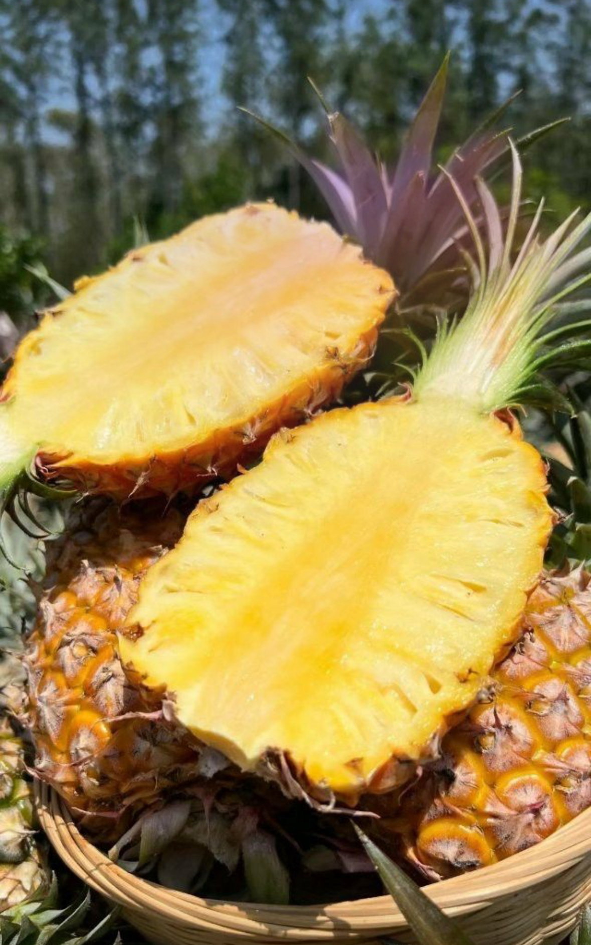 Piña_0