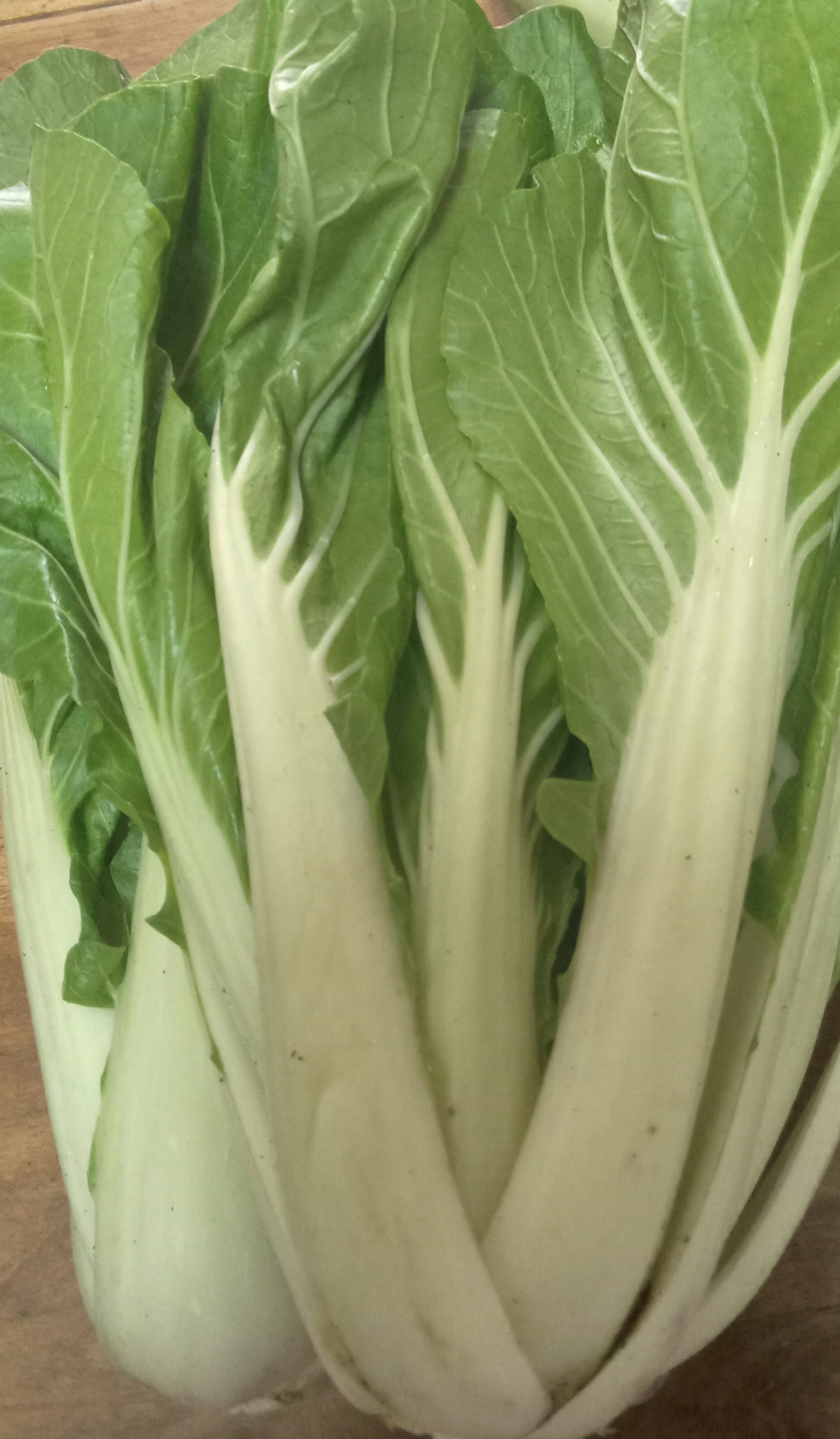 Bok choy_0