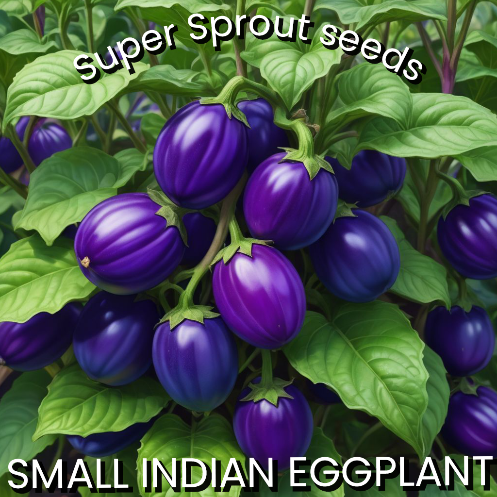 🍆INDIAN EGGPLANT🍆 x 15 organic seeds