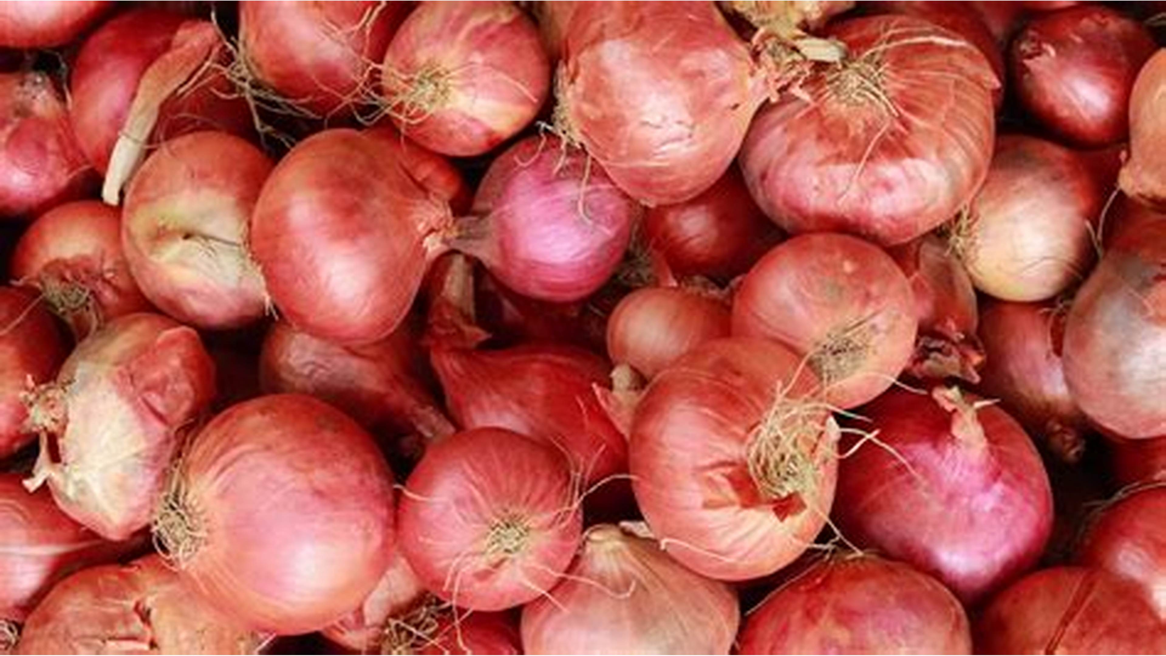 Oignon rouge / Red onion