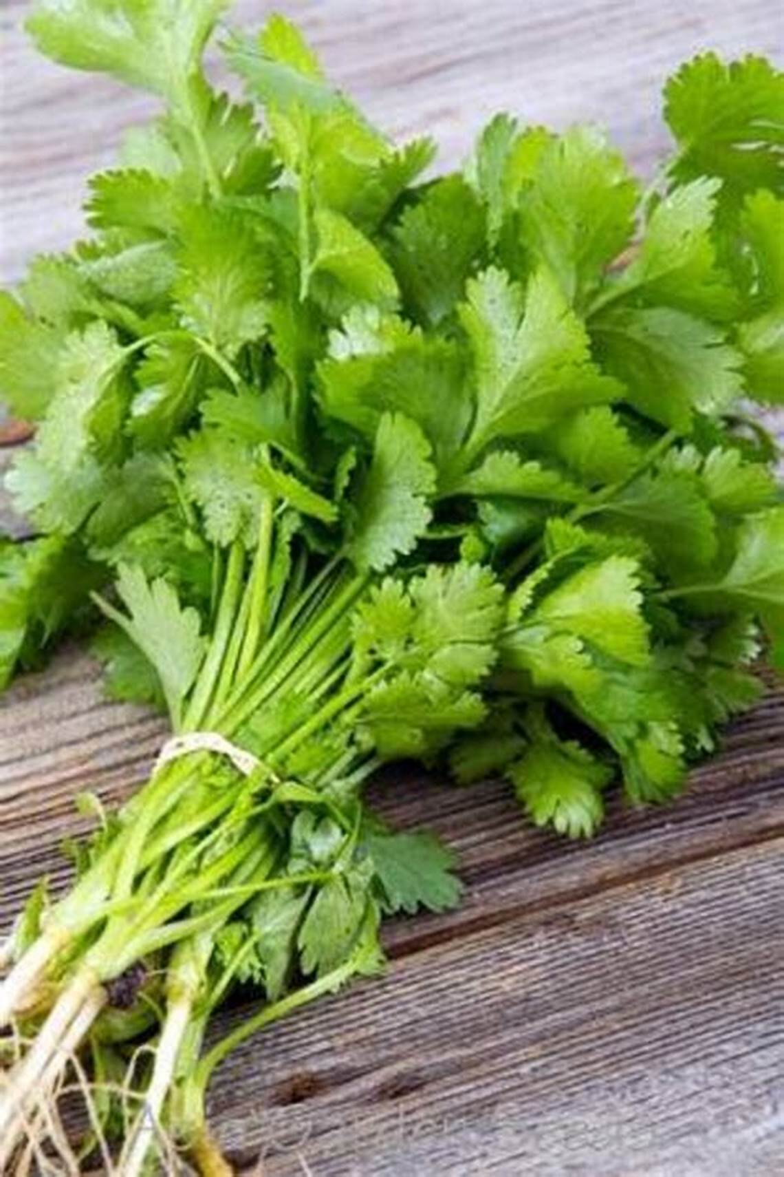 Cotomili / Coriander_0