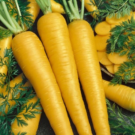 Carotte / Carrot_0