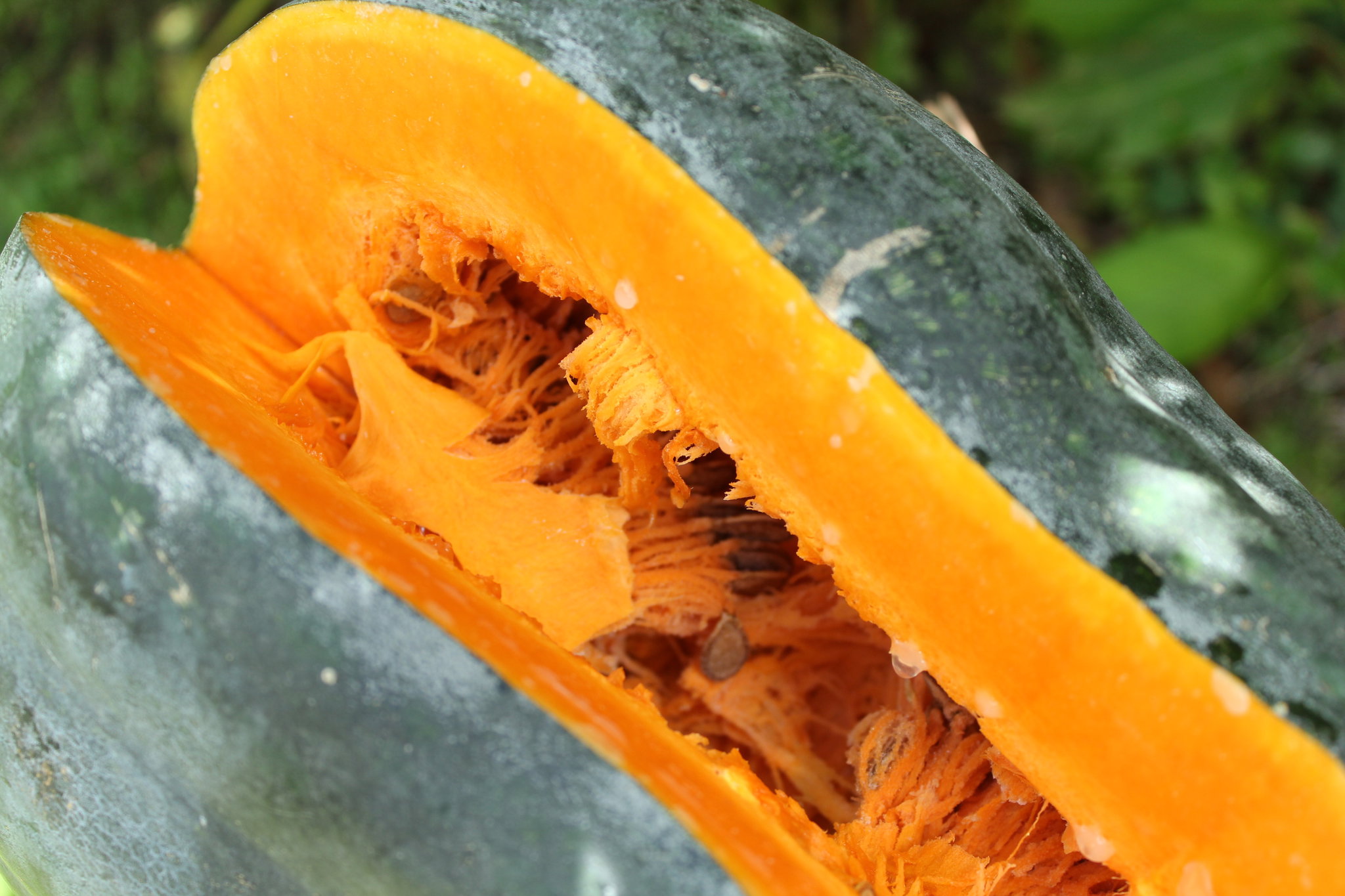 Giraumon / Squash_0