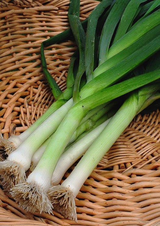 Poireaux / Leek _0
