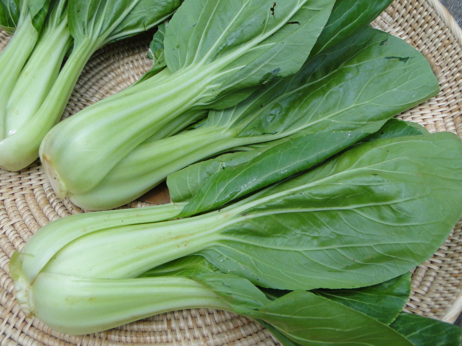 Brèdes Tom Pouce / Pak Choï / Bok Choy_0