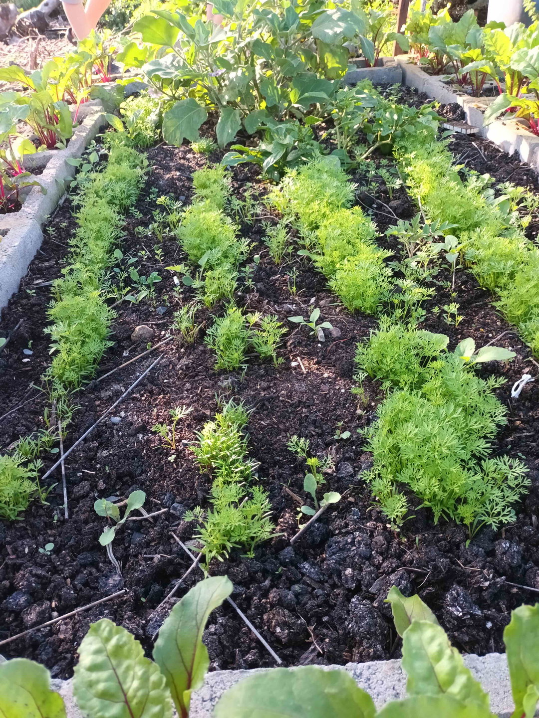 10 Oct veg growing workshop