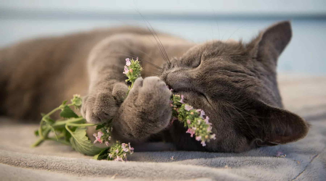 Catnip - Get their paws on the good stuff