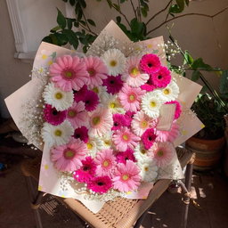 Maxi 50 gerberas