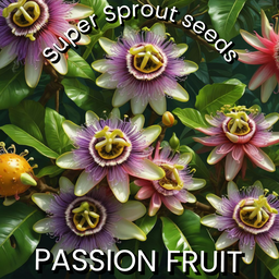 🍊PURPLE PASSION FRUIT🍊 x 15 organic seeds