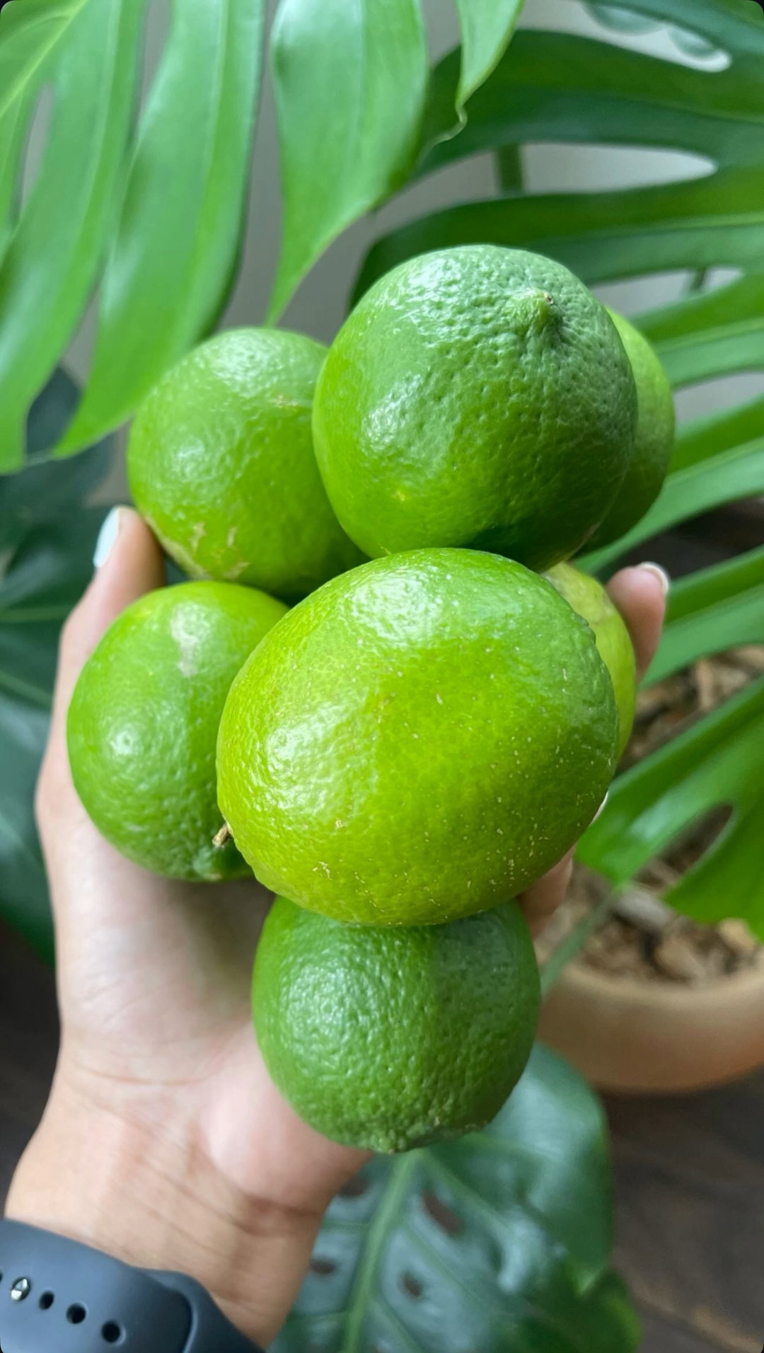 Limon Persa