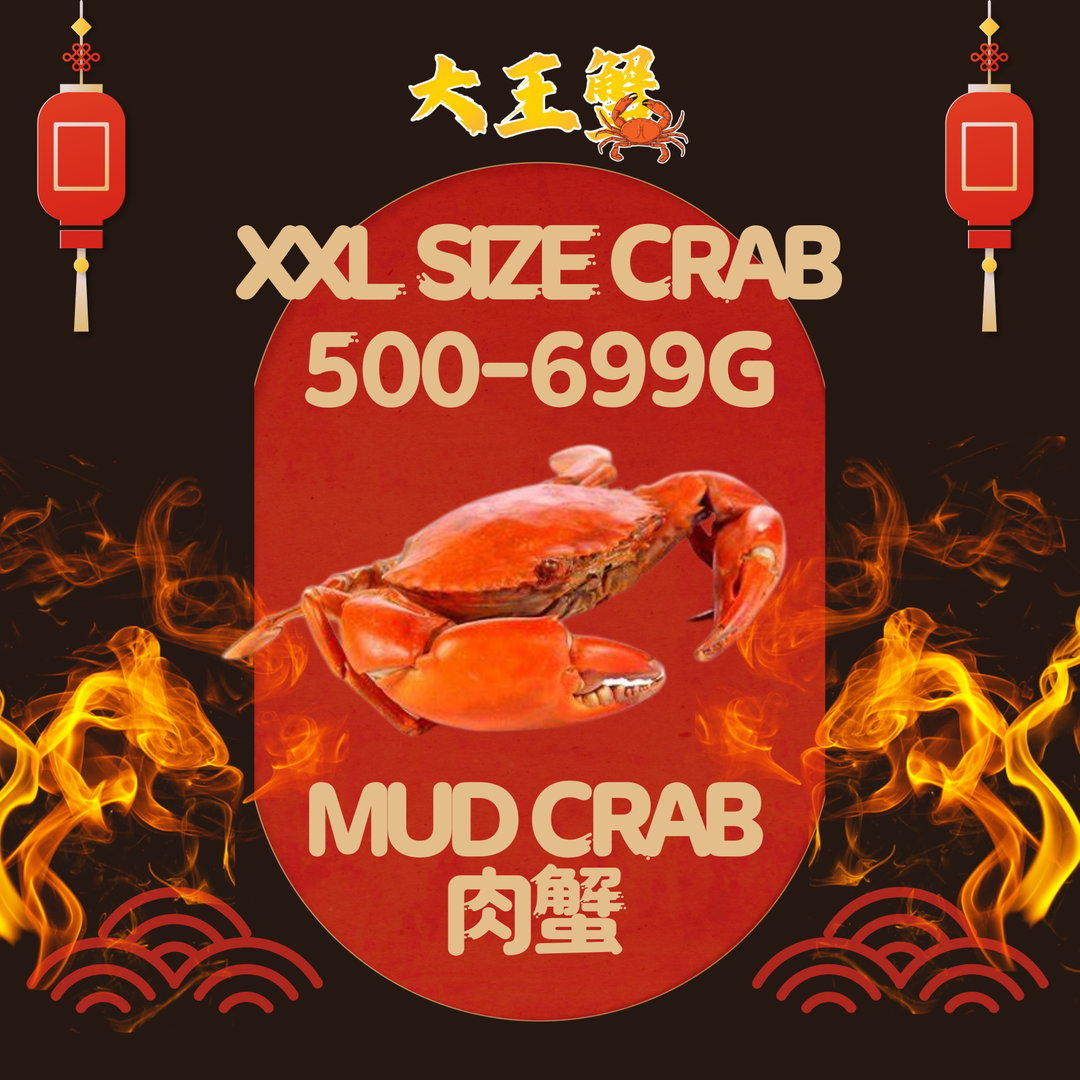 XXL SIZE 肉蟹 (500-699G)