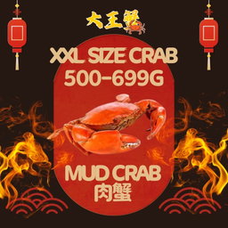 XXL SIZE 肉蟹  (500-699G)  