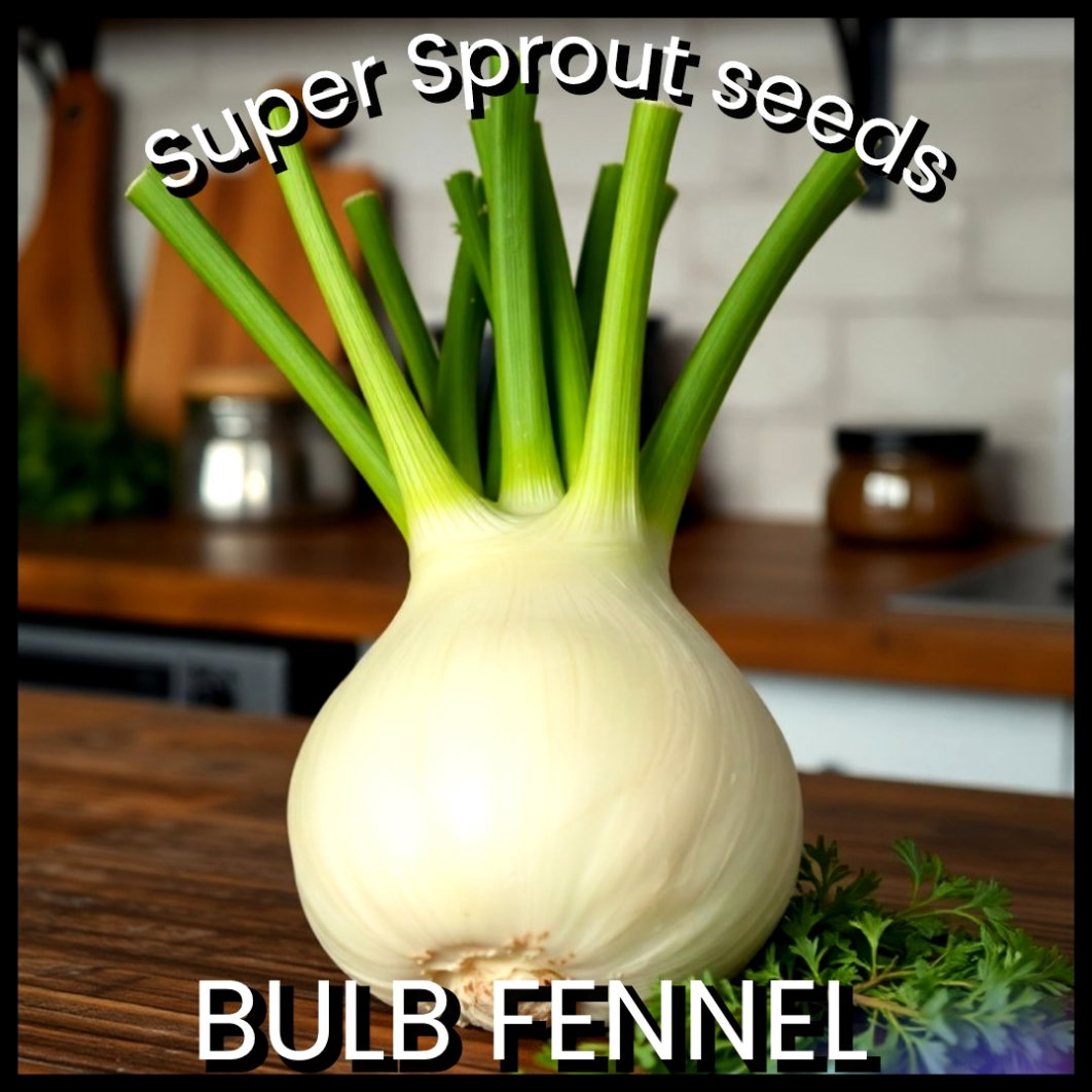 BULB FENNEL FLORENCE x 20 seeds _2