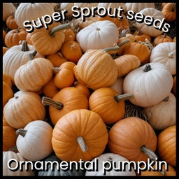 🎃ORNAMENTAL BABY PUMPKINS🎃 x 10 seeds 
