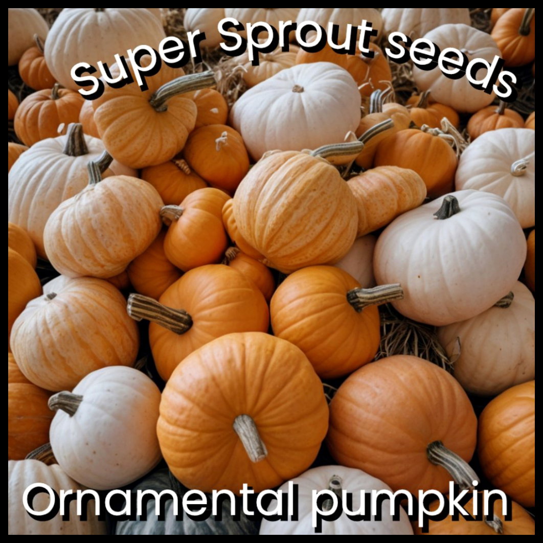 🎃ORNAMENTAL BABY PUMPKINS🎃 x 10 seeds _1