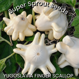 HUNGARIAN FINGERS SQUASH x 5 seeds