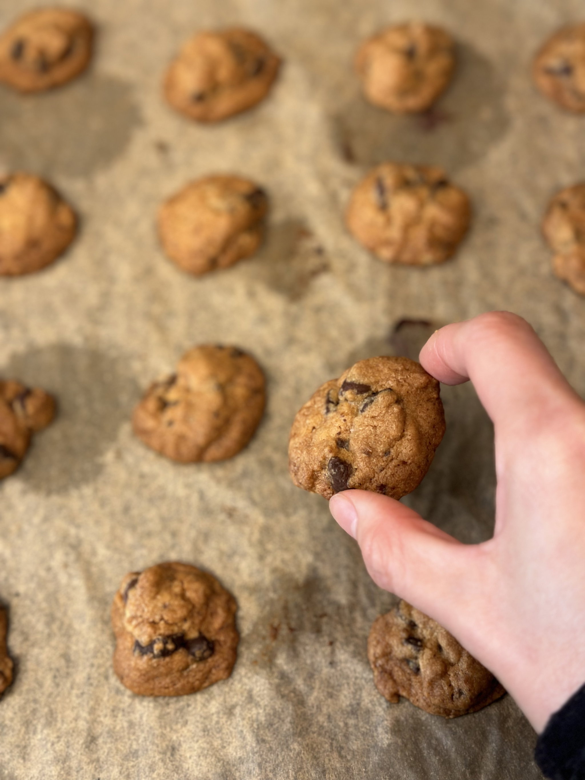 Chocolate Chip_1