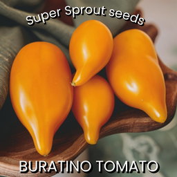 BURATINO/PINOCCHIO TOMATO x 10 seeds 