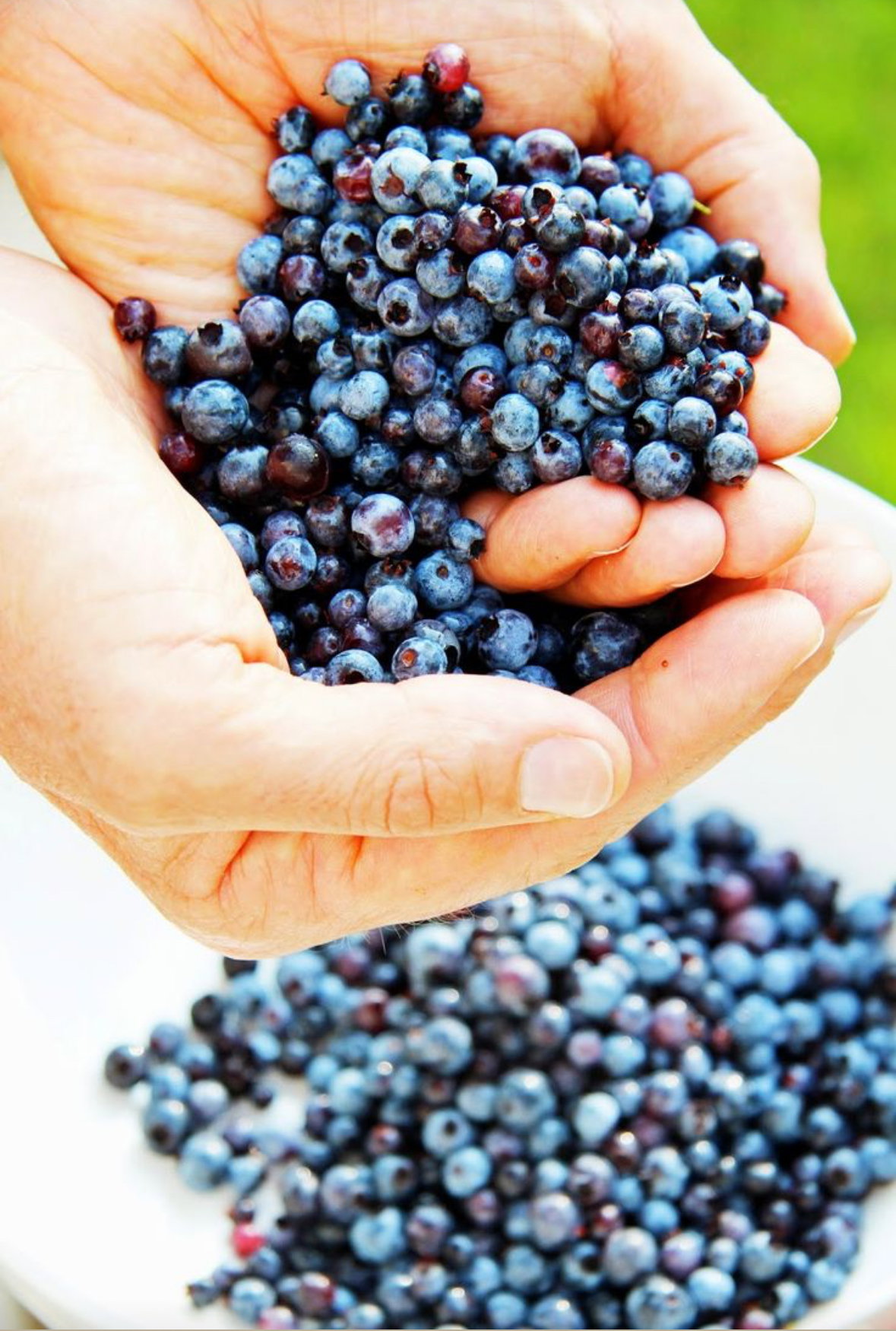 Blueberry