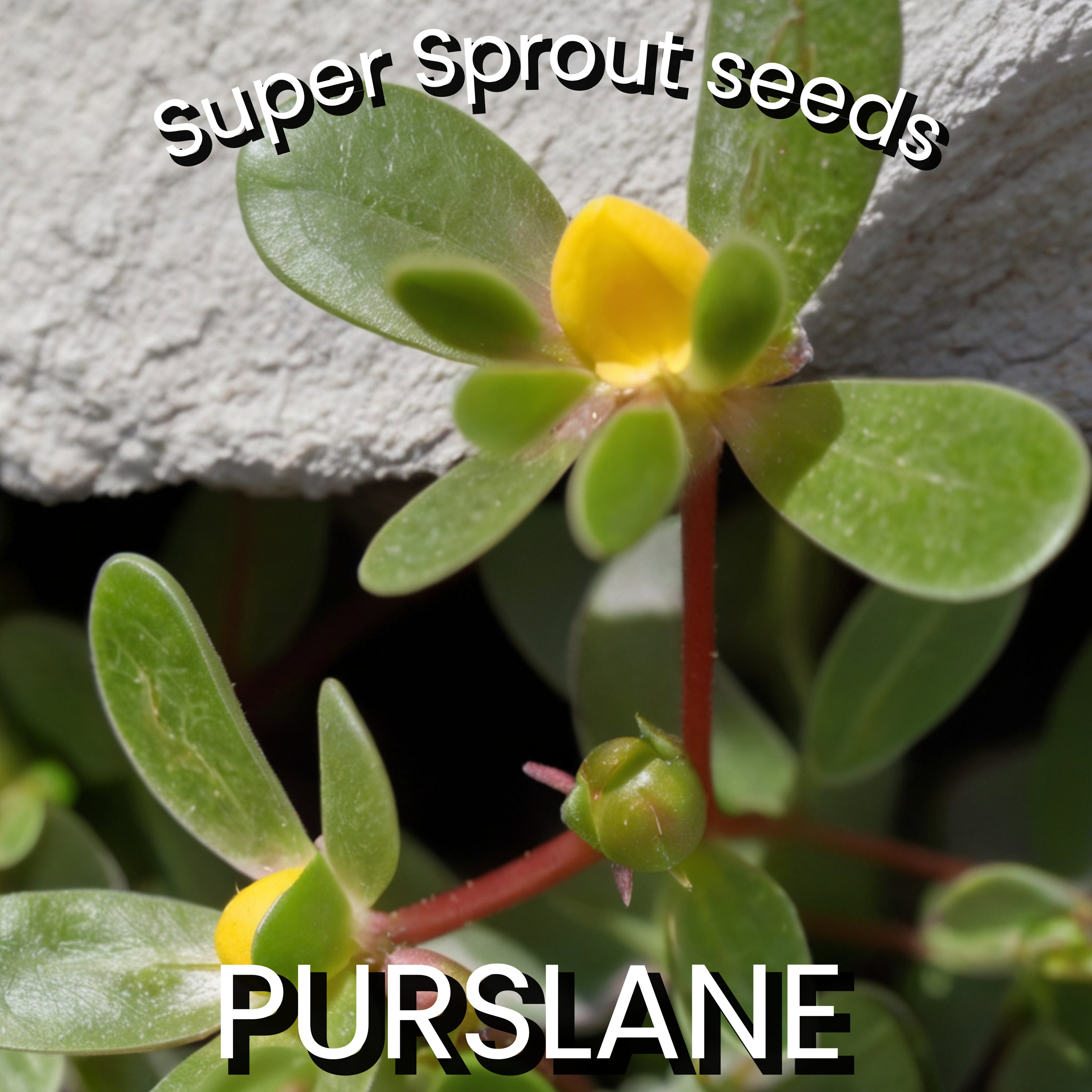 🌿PURSLANE🌿 x 100 seeds_2