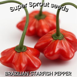🌶BRIZILLIAN STARFISH PEPPER🌶 x 10+ organic seeds